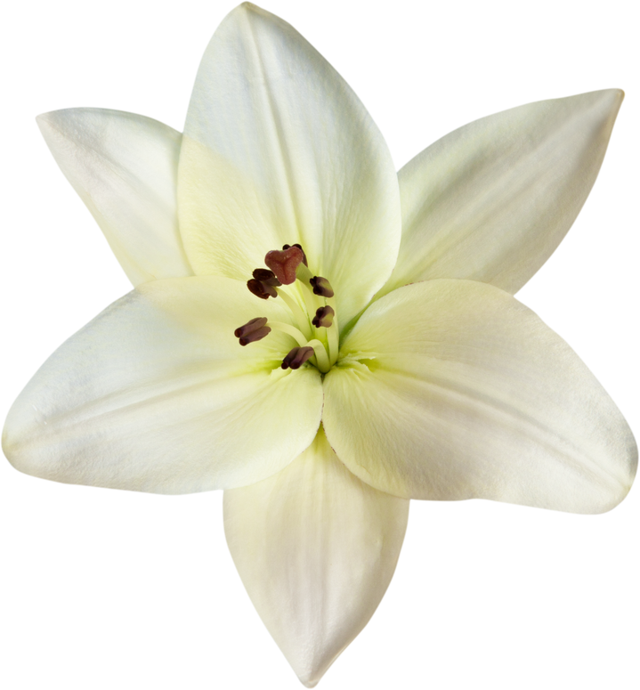 white lily flower