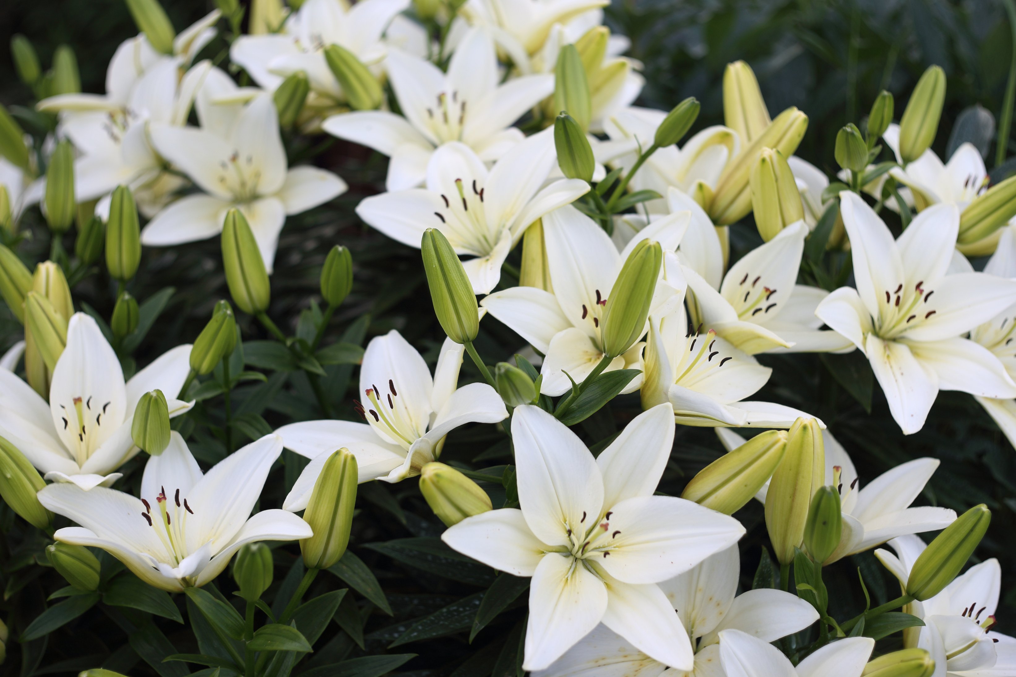 White lilies